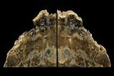 Petrified Wood Bookends - McDermitt, Oregon #145347-1